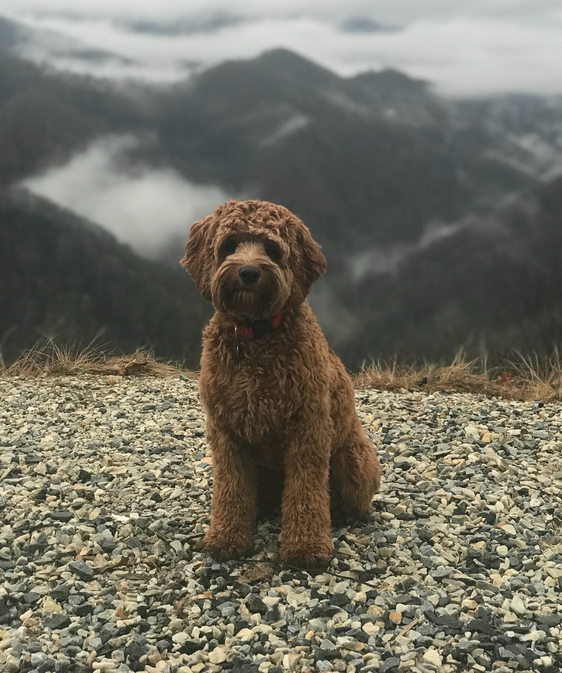 Home - Duke's Cockapoos
