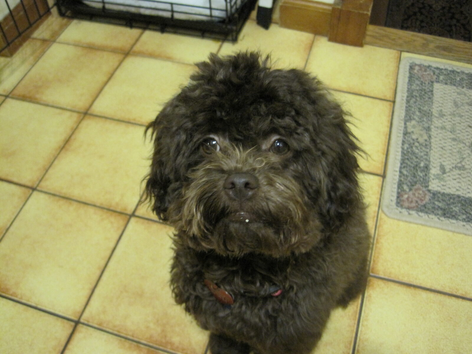 Cockapoo Colors - Duke's Cockapoos