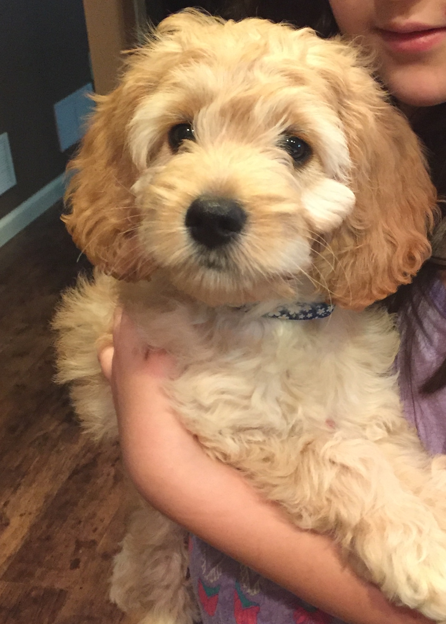 recommended cockapoo breeders