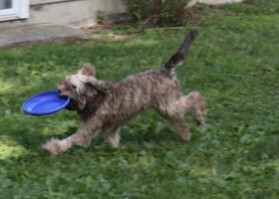 frisbee