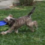 frisbee